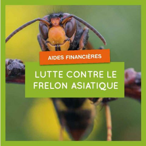 Lutte contre le frelon asiatique - des aides disponibles 