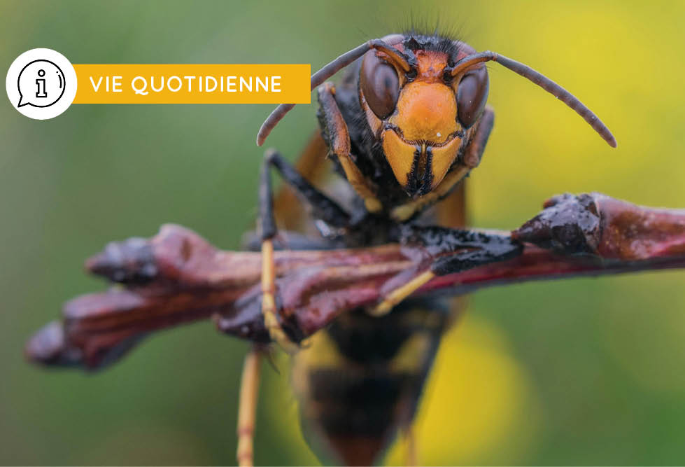 Lutte contre le frelon asiatique – des aides disponibles