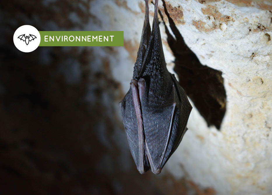 A la recherche des chauves-souris